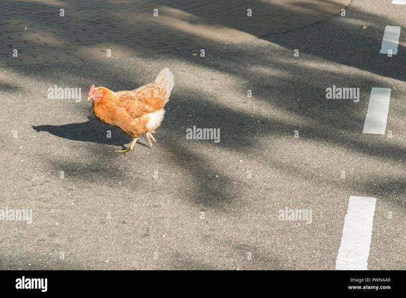 Chicken road españa - Descubre el misterio del Camino del Pollo en línea, un nuevo juego emocionante
