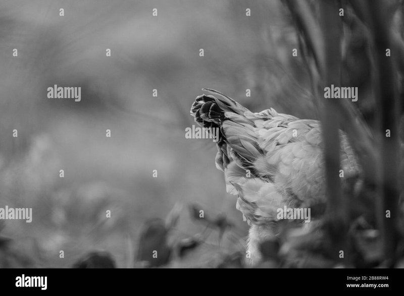 Chicken road game - Entdecken Sie die Faszinierende Welt von Chicken Road im Online Casino