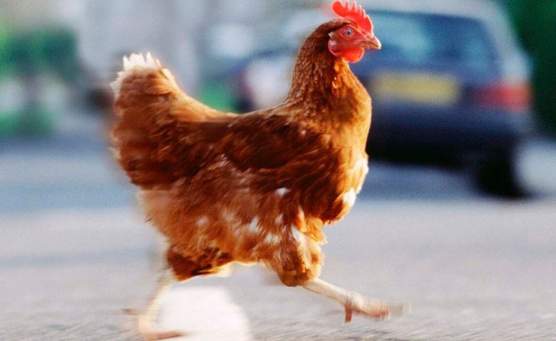 Image: Descubre el Excluyente Juego de Azar en el Camino del Pollo en España